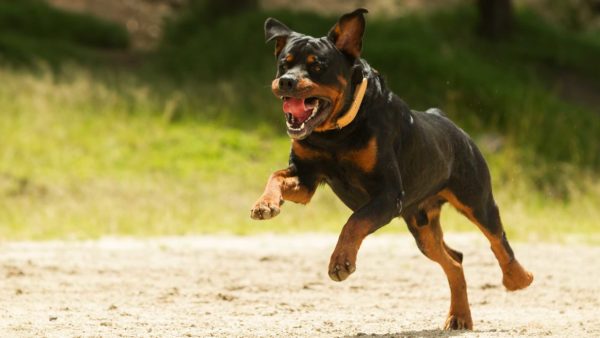 Saint-Yrieix-sur-Charente-bandeau-securite-chiens-dangereux